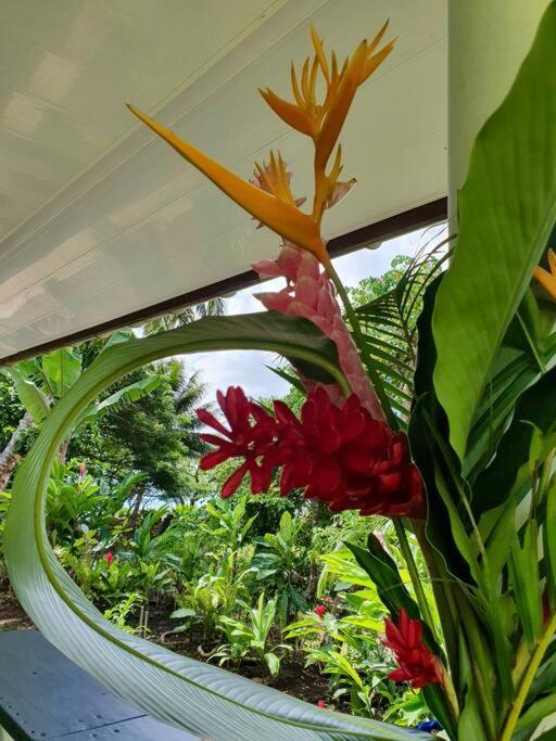 Raiatea, Opoa, Studio Du Fare Reve, Acces Mer Privatif Bagian luar foto