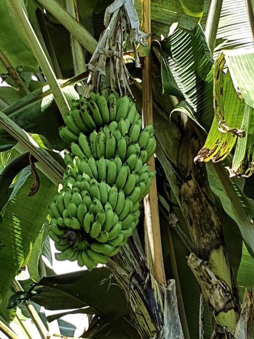 Raiatea, Opoa, Studio Du Fare Reve, Acces Mer Privatif Bagian luar foto